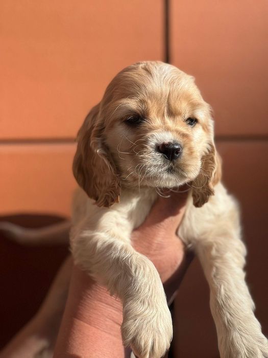 Кокер шпаньол момченце  карамел родословен баща