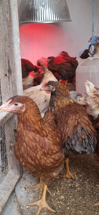 Vand Pui Rasă Mixta