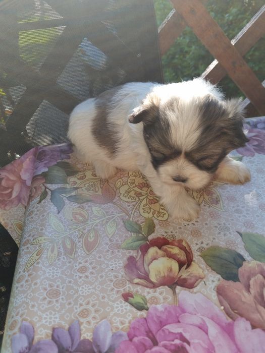 Catei shih tzu catelusi