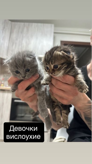 Породистые котята