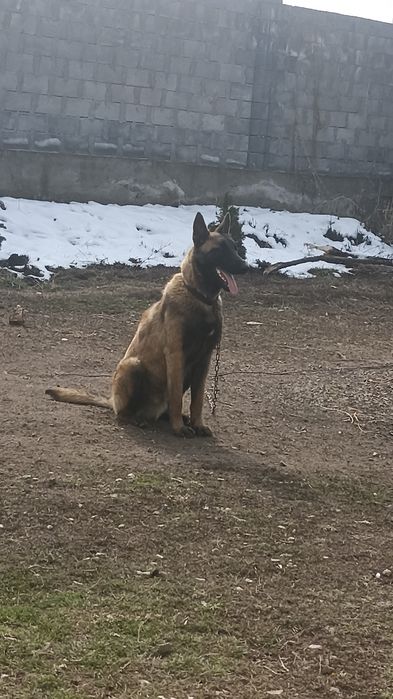 Продается Бельгийская овчарка