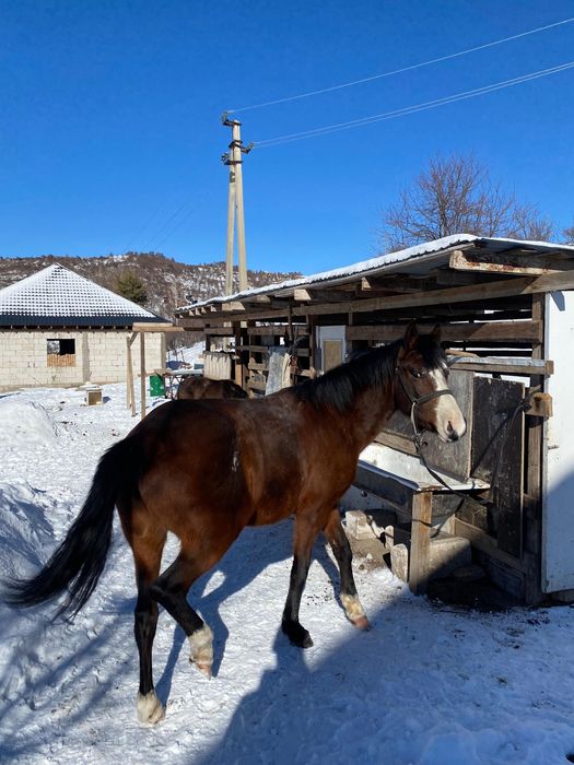 Лошадь Айгыр