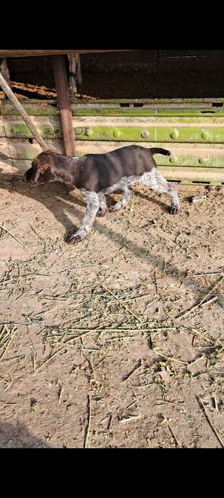 Дойч Дратхаар   щенок