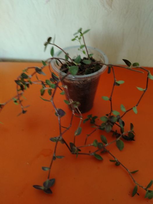 Продам комнатные цветы