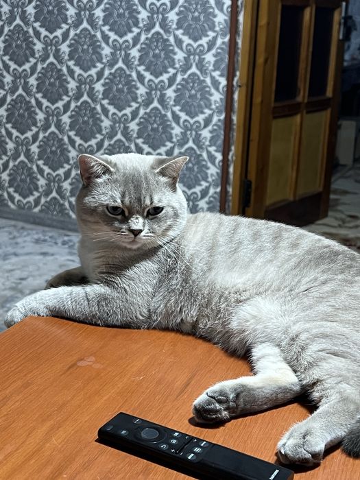 TEKINGA Vyazka o’g’il bola mushuk Nasl olish uchun mushugimizni berami