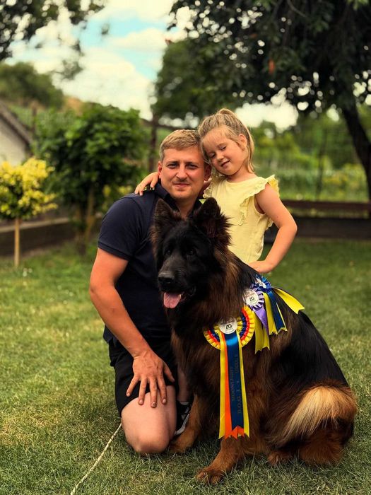 Vând cățelușă Ciobanesc german par lung