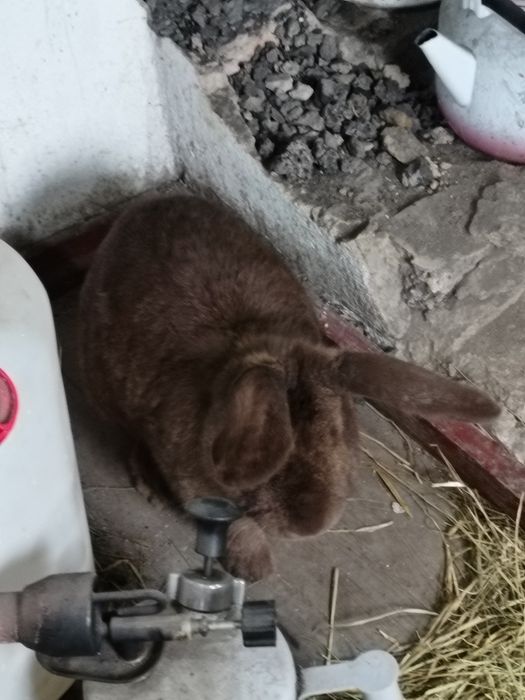 Продам крола хороший