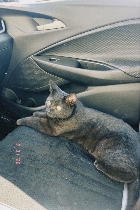 Котенок девочка отдам с лотком миской