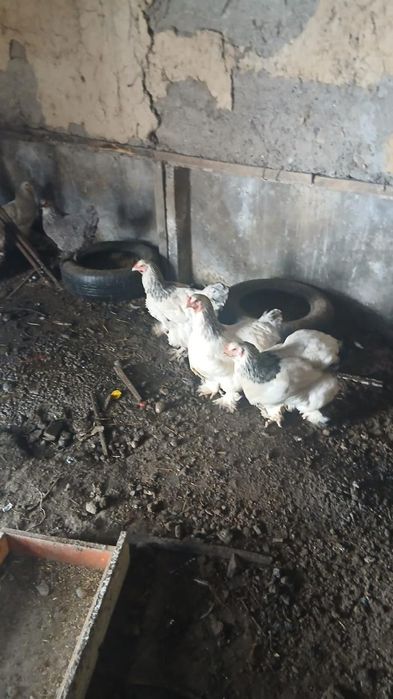 Продам курицы брам (брам тауык)