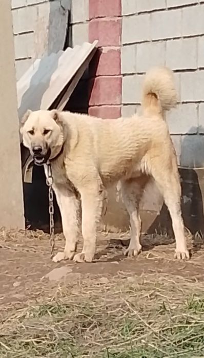 Кушык еркек 10айлык.