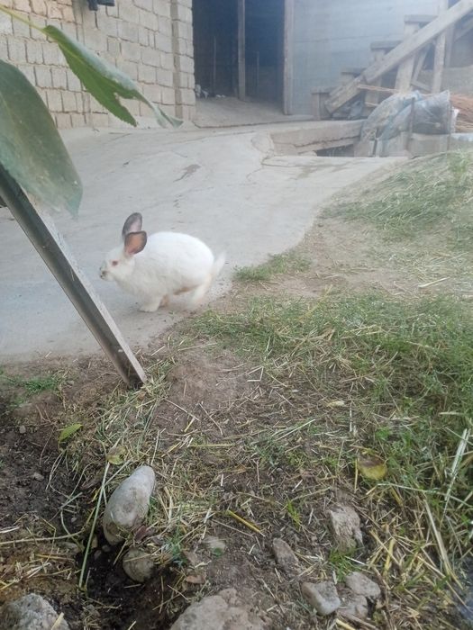 Erkak quyon sotiladi