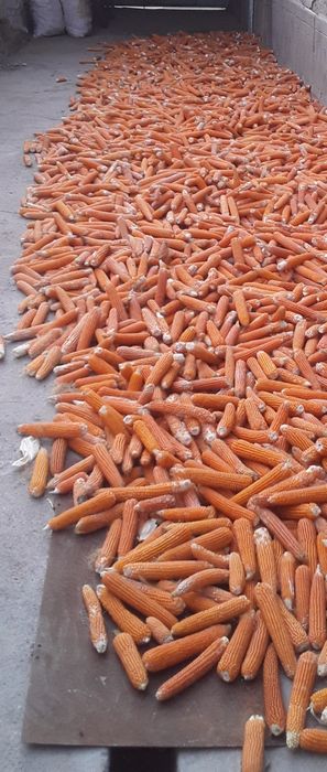 Поп корин яанги 2023 йил хосил доналари йирик йирк