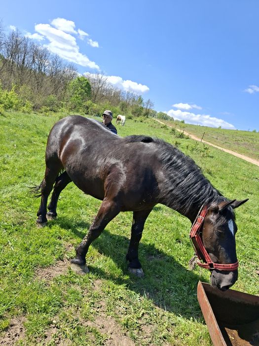 Vând mânză de 2 ani jumate