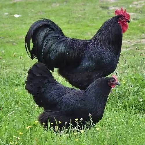 Australorp tineret