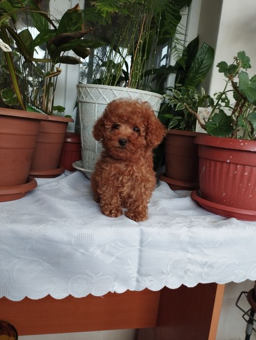 Той Пуделчета  Toy Poodle.