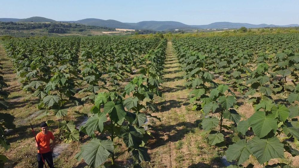 Пауловния БГ ООД   фиданки Shan Tong – промо пакети и коренови резници