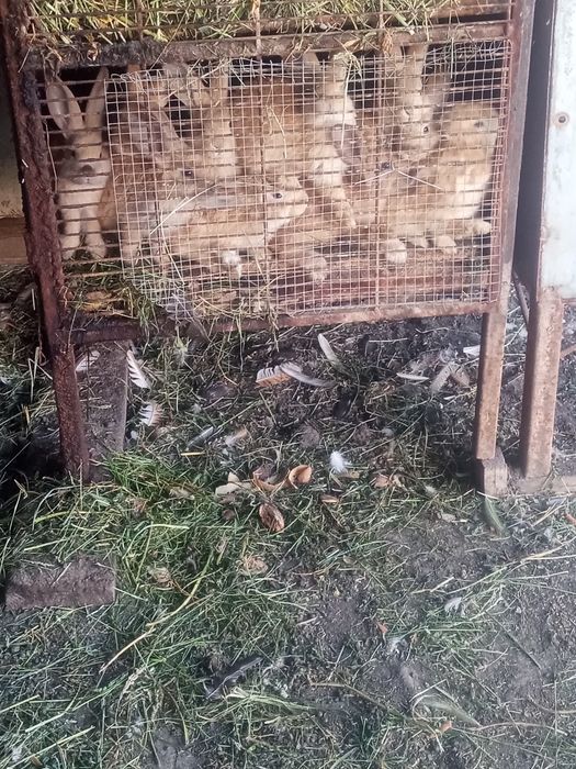 Vând 7 iepurași frumoși 30 lei
