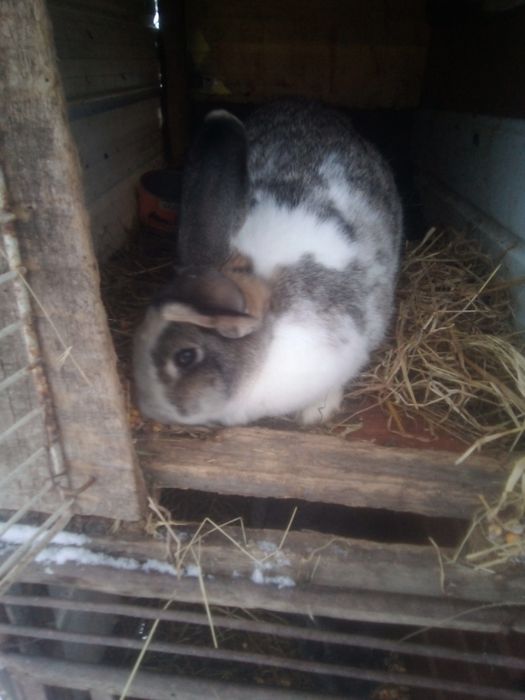 Iepuroaica disponibila