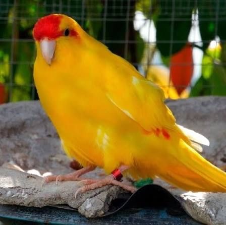 Кокарики шымкент