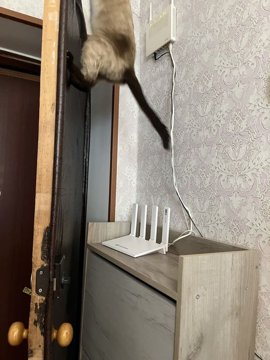 Отдам в добрые руки кошку -подросток