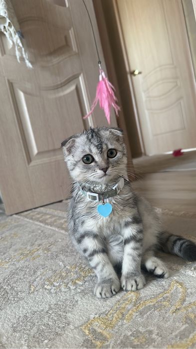 Шотландский вислоухий