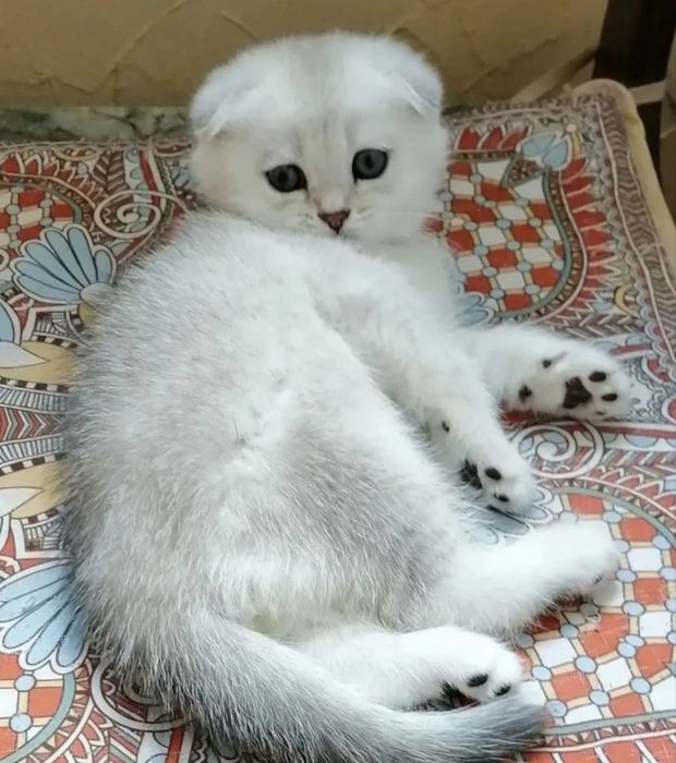 Серебристая шиншила котенок