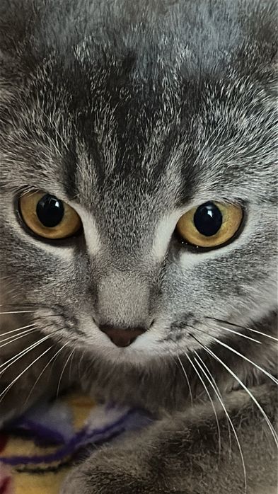 Отдам кошечку в хорошие руки