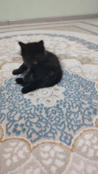 Котенок мальчик,  черный, пушистый