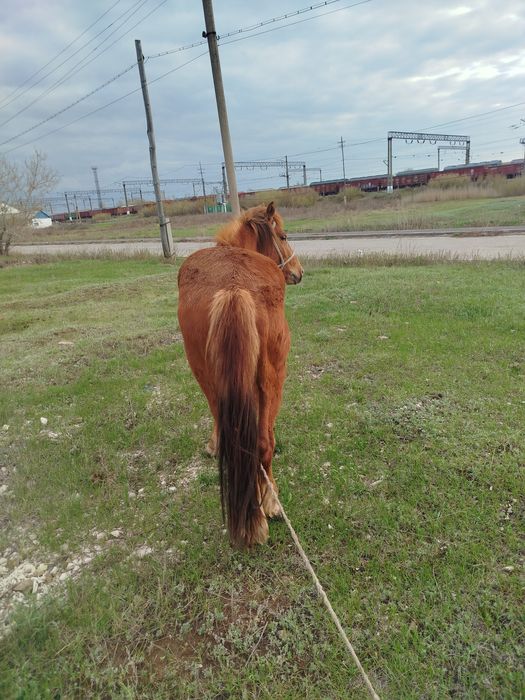 Продаю лошадь кунан