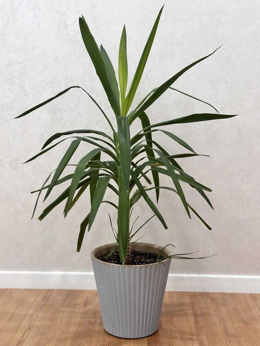 Комнатные цветы для дома и офиса