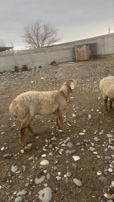 10 айлык еркек козы сатылады