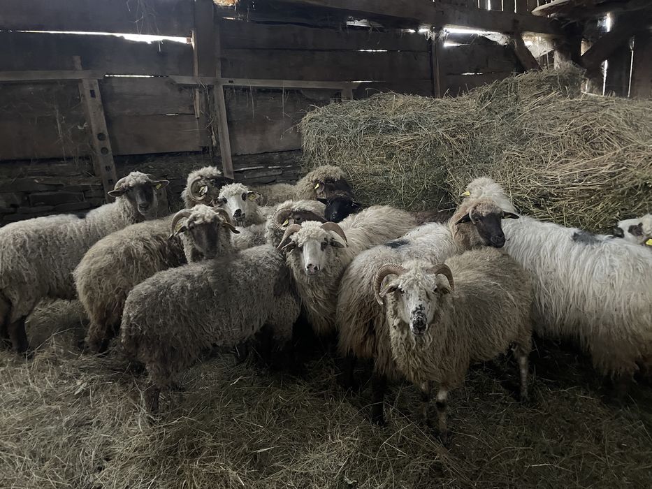 Oi tinere de vânzare!