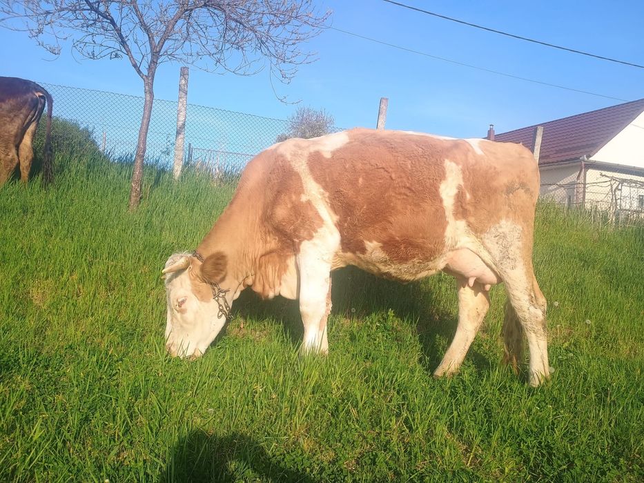 2 vaci baltate de 4 ani si una bruna de Maramures de 3 ani