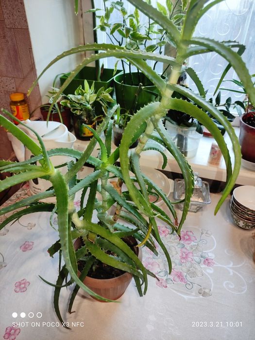 Продам алое  3 годичные