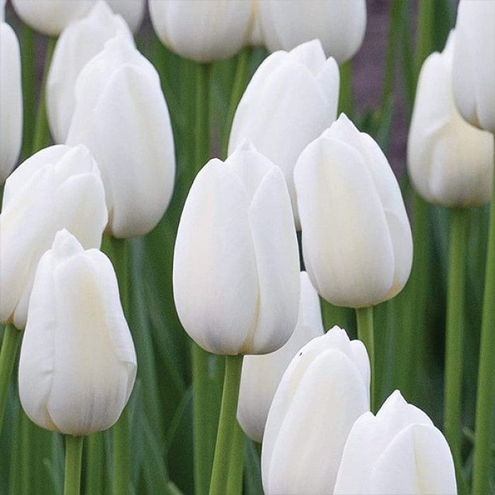 Тюльпаны в ассортименте