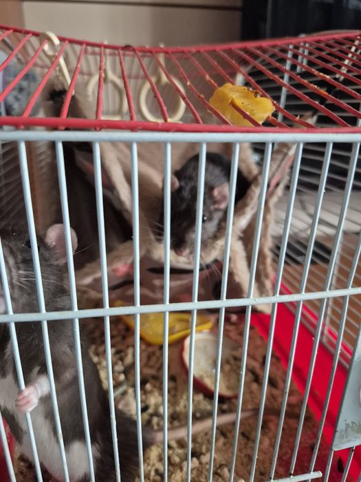 Продам 2х крысок!