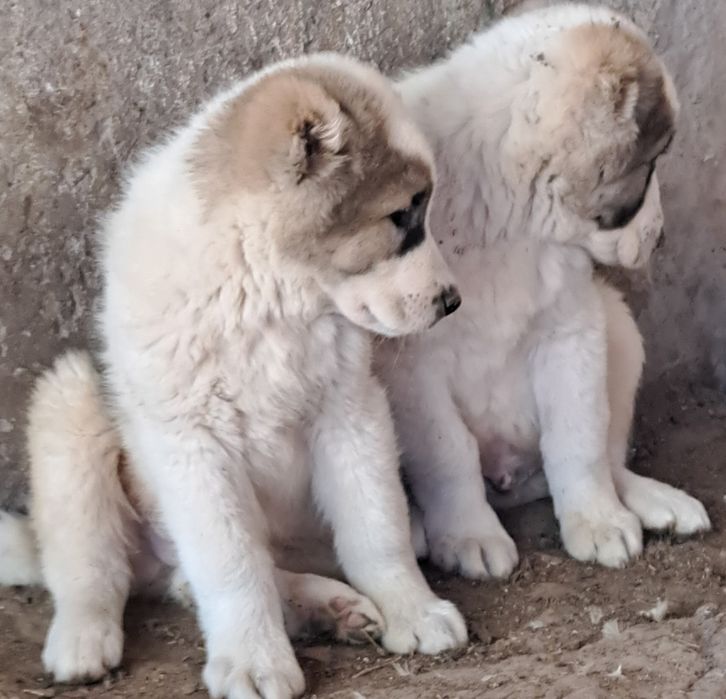 Алабай щенки продаётся