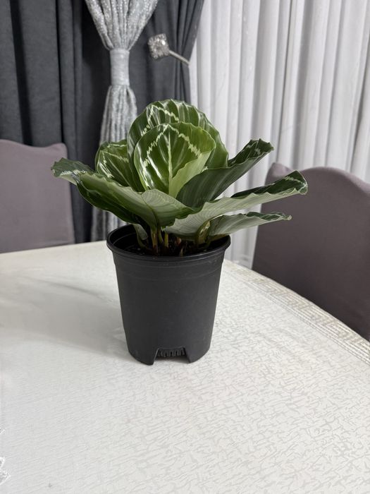 Калатея.   Растение