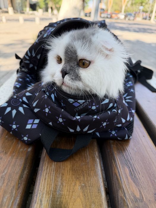 Кошка продается, мальчик