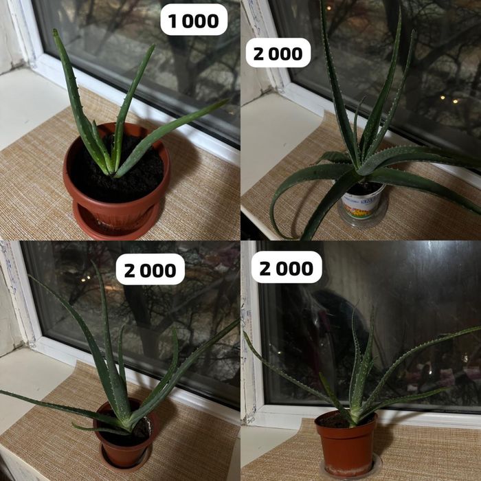 Алоэ вера продам комнатные цветы