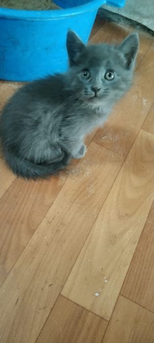 Отдам котят в добрые руки
