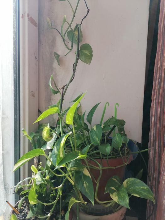 Хавортия, замиокулькас, сциндапсус