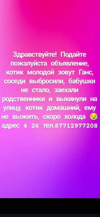 Отдам кота в добрые руки
