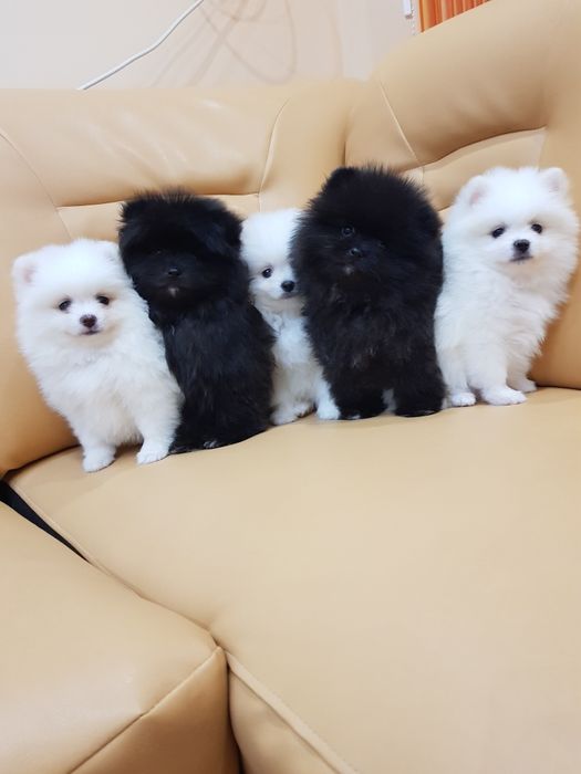 Померан померани Гр. София