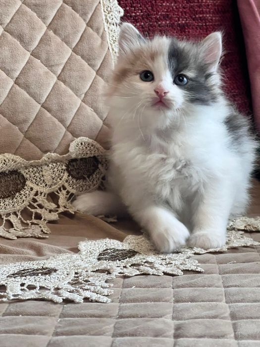 Сибирские малыши