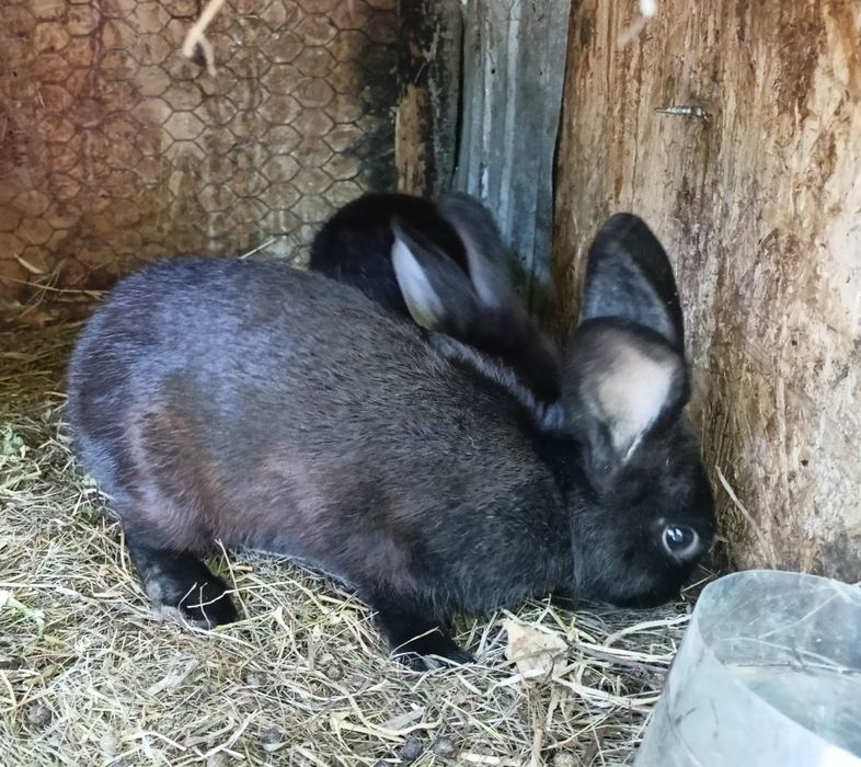 Vânzare iepuri 6 luni