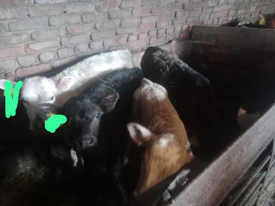 Продам телят 10 голов