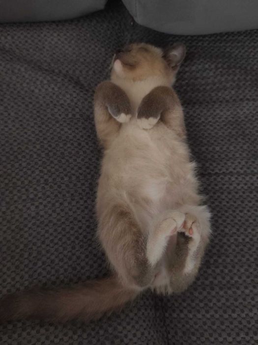 Отдам ласковую кошечку (мальчик)