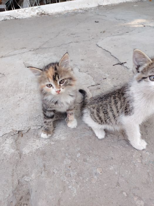 Отдам коят в добрые руки