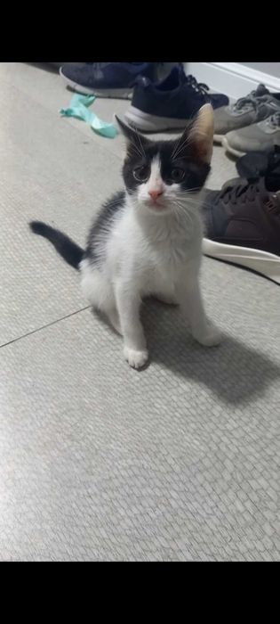 Котенок отдам даром Актау